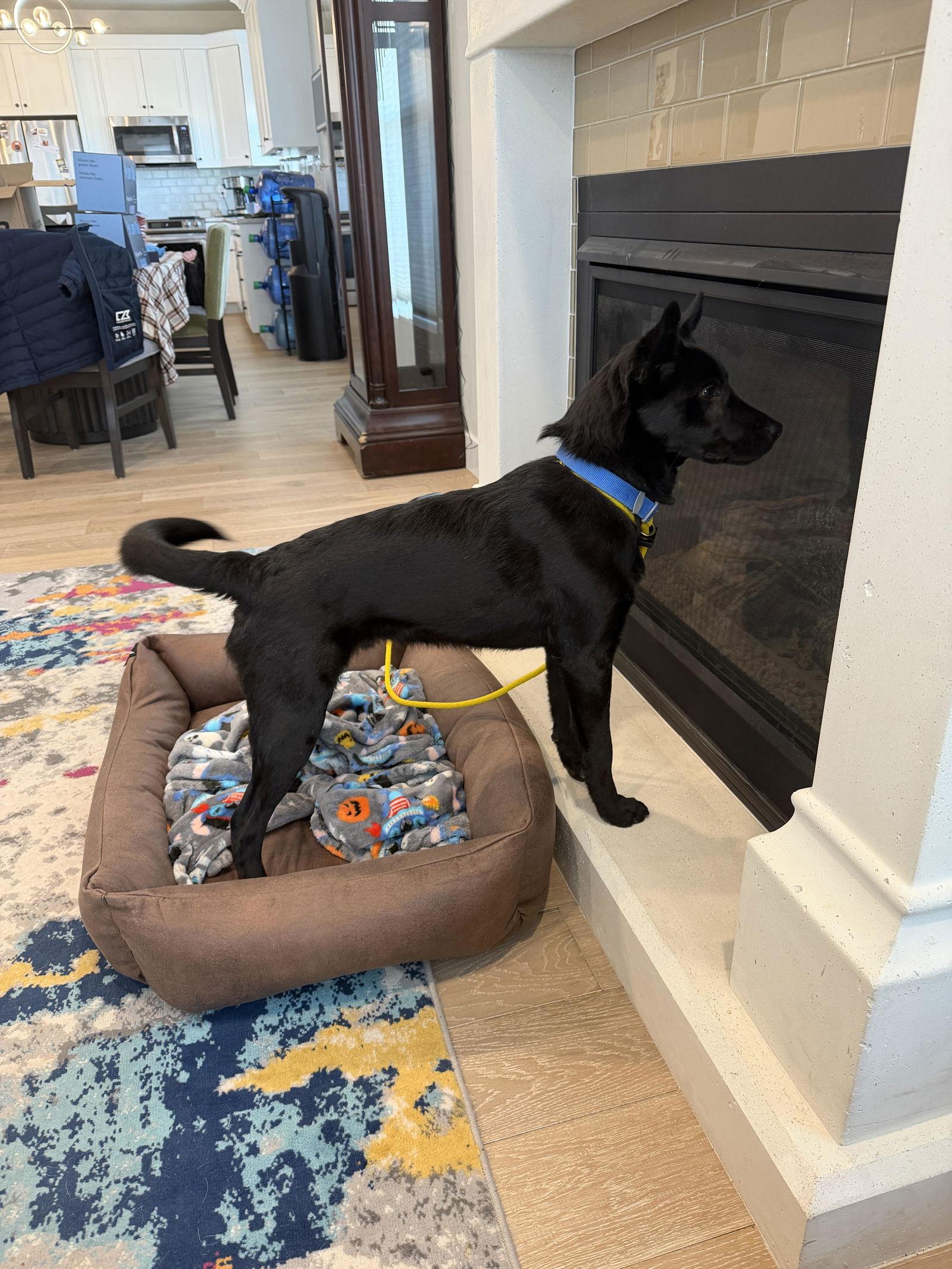 Pardo — thumbnail 2