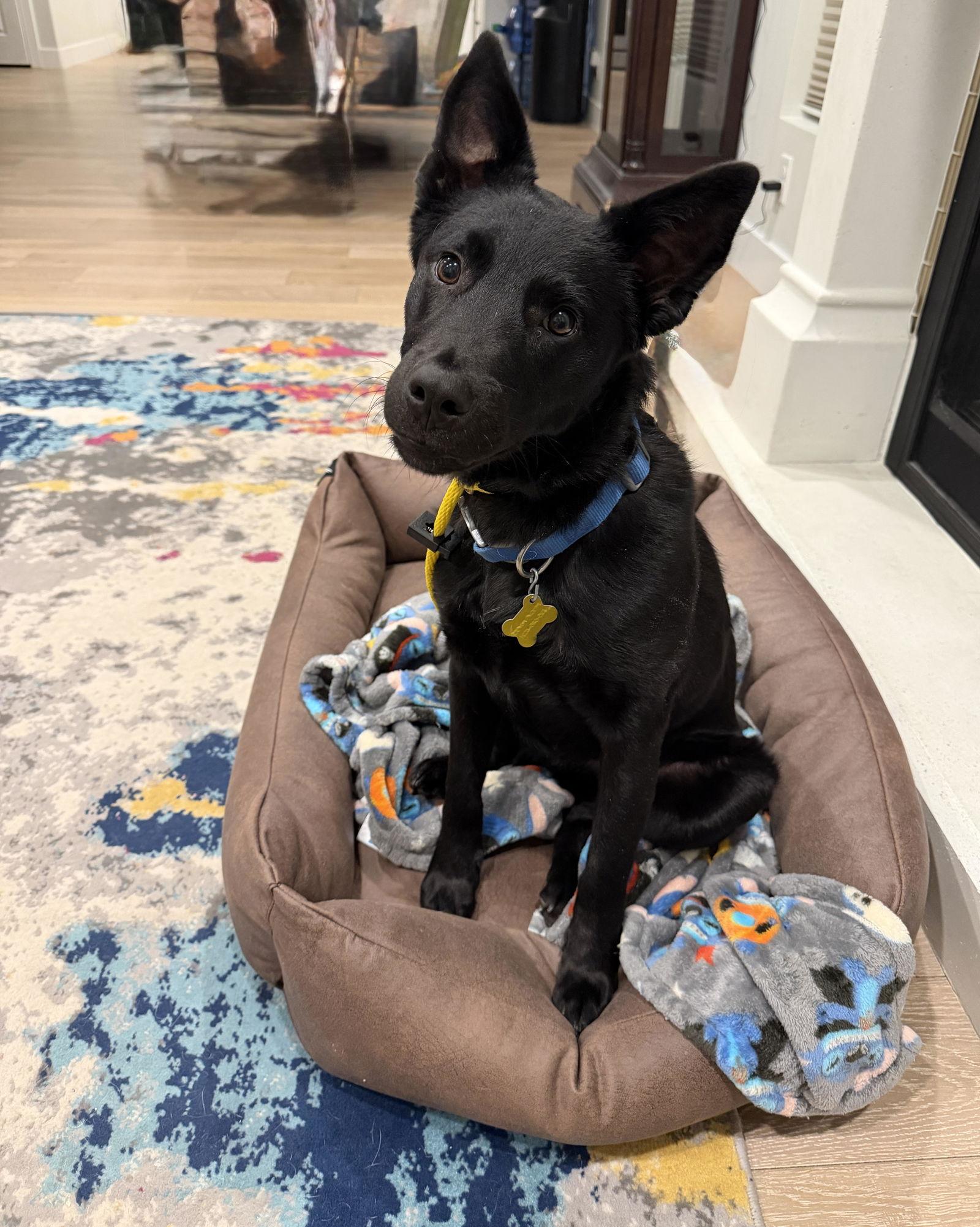 Pardo — thumbnail 3