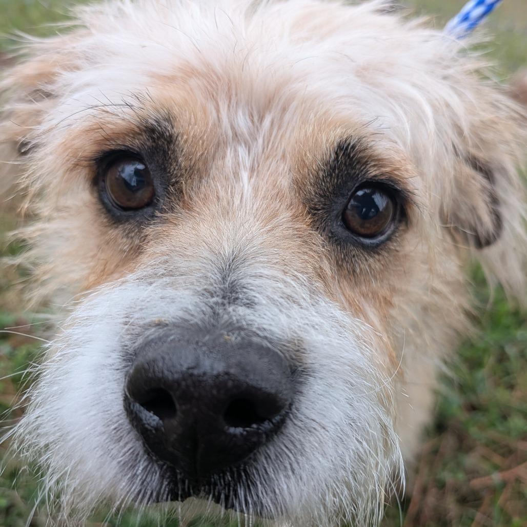 Umbreon — thumbnail 2