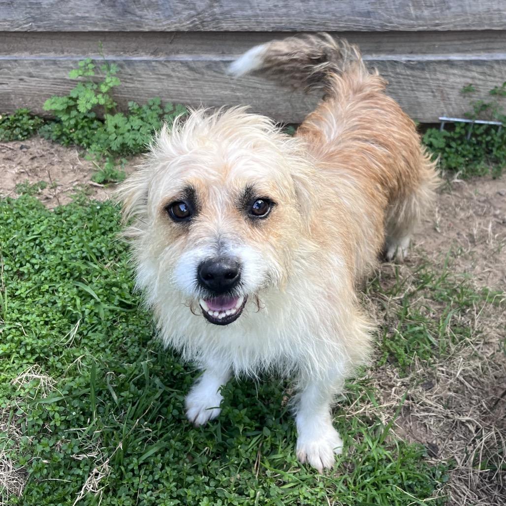 Enlarge Umbreon, a Adoptable Terrier in Houston, TX image 1/6