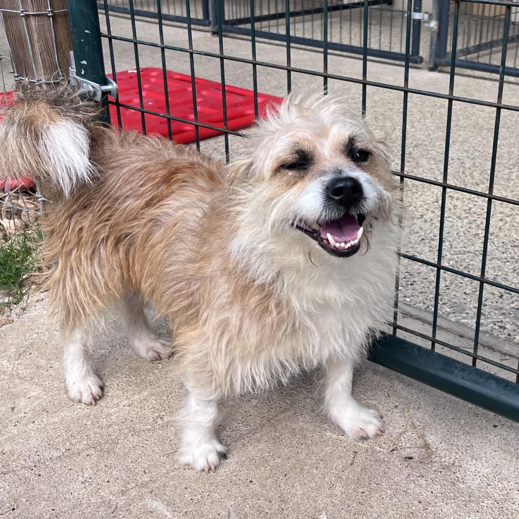 Enlarge Umbreon, a Adoptable Terrier in Houston, TX image 2/6