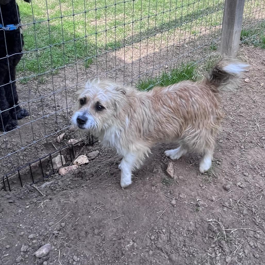 Enlarge Umbreon, a Adoptable Terrier in Houston, TX image 3/6