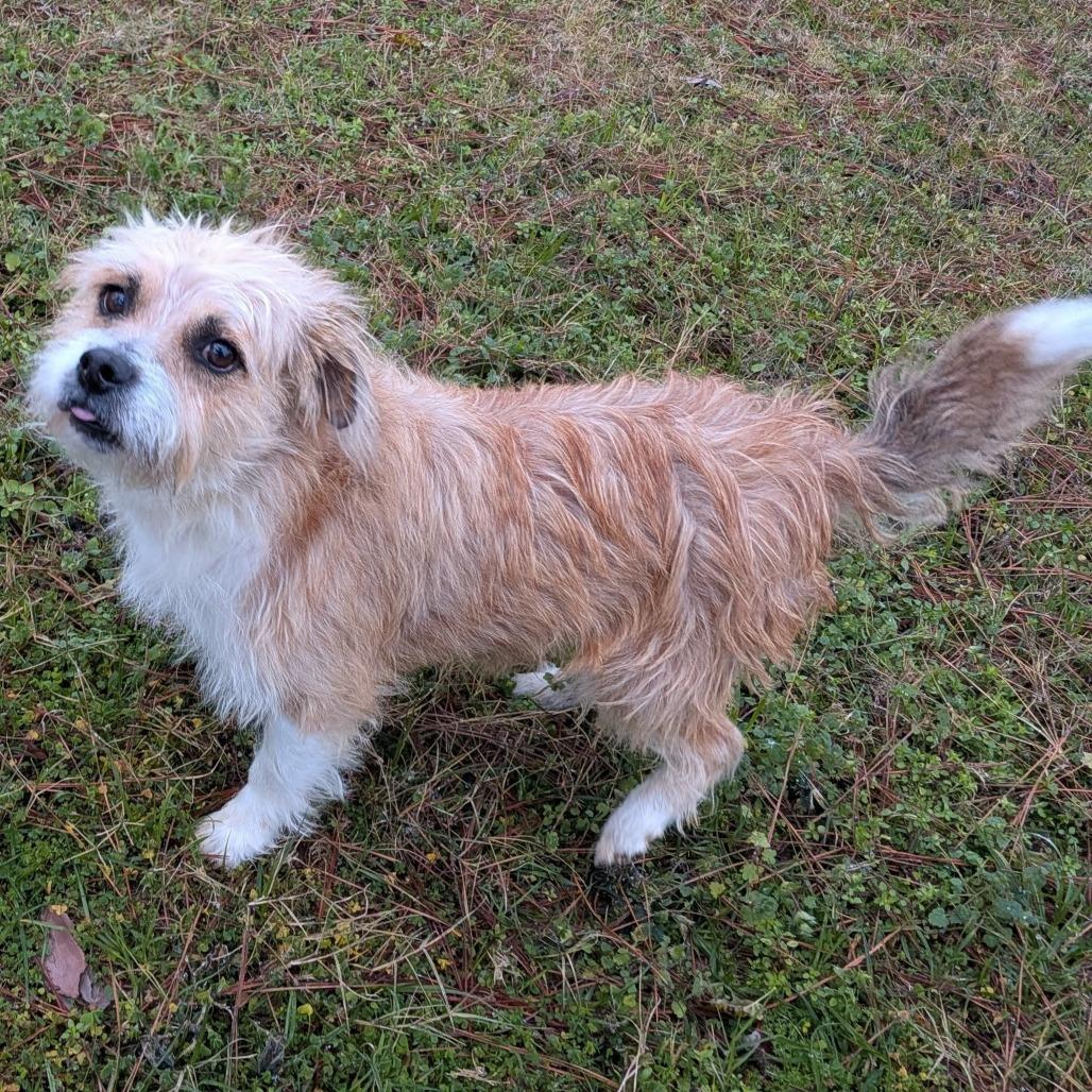 Enlarge Umbreon, a Adoptable Terrier in Houston, TX image 4/6
