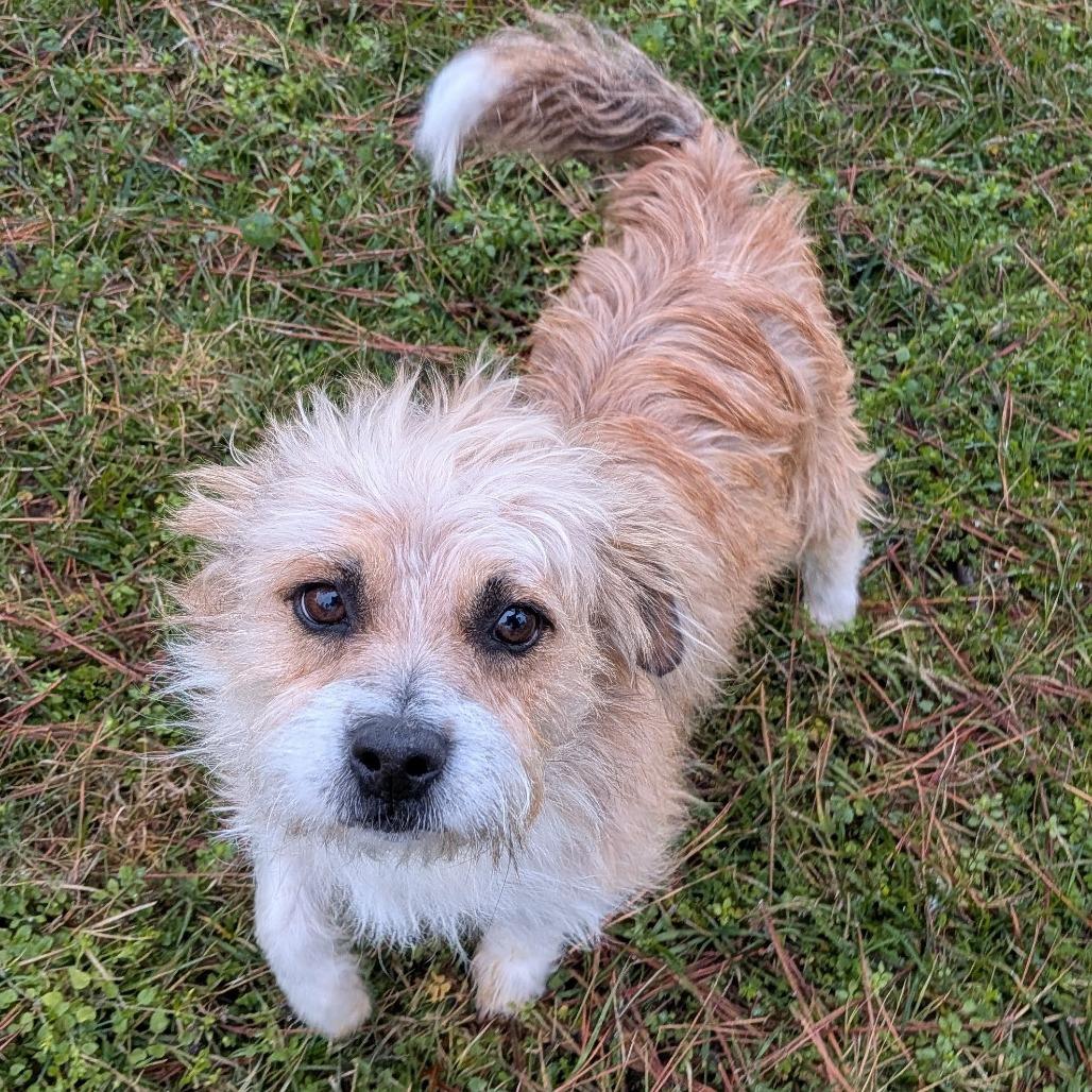 Enlarge Umbreon, a Adoptable Terrier in Houston, TX image 5/6