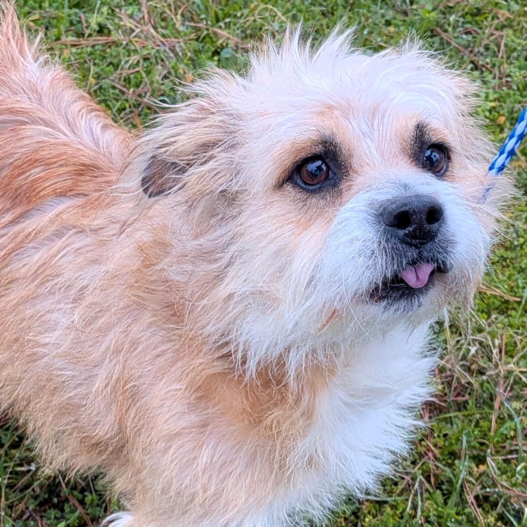 Enlarge Umbreon, a Adoptable Terrier in Houston, TX image 6/6