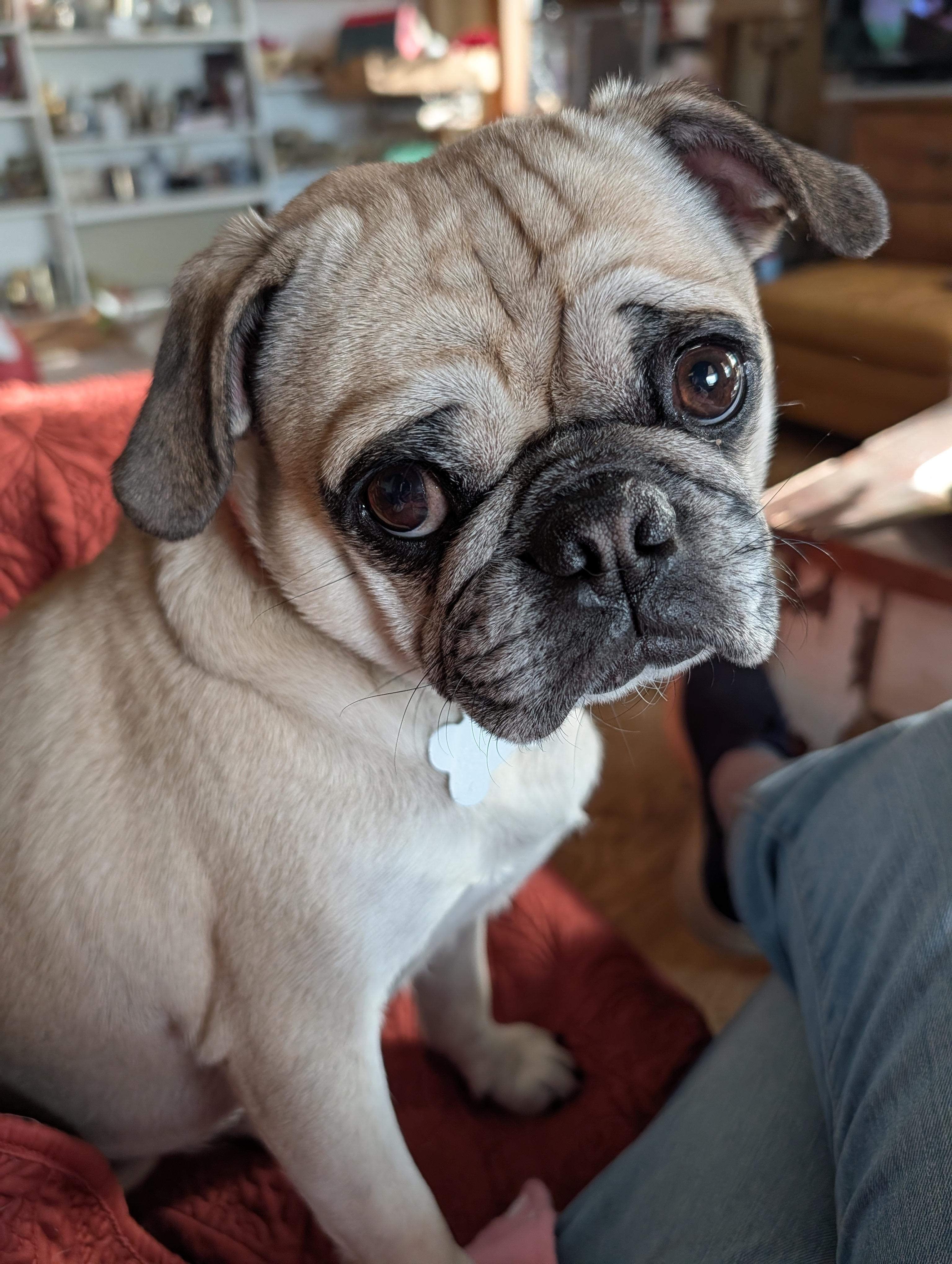 Mini, ADOPTABLE, Young Female Pug.