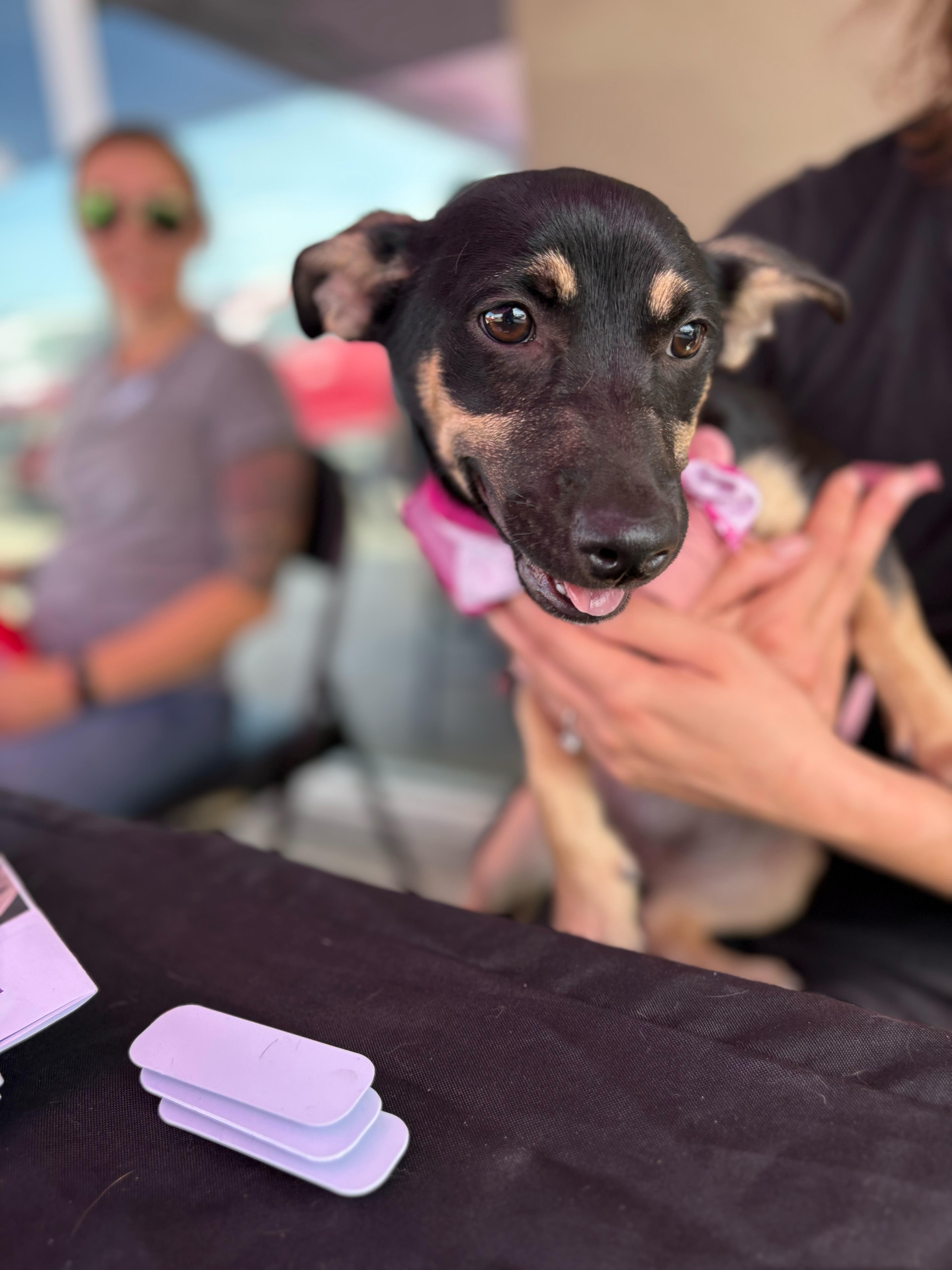 Whitney, Adoptable, Puppy Female Terrier.