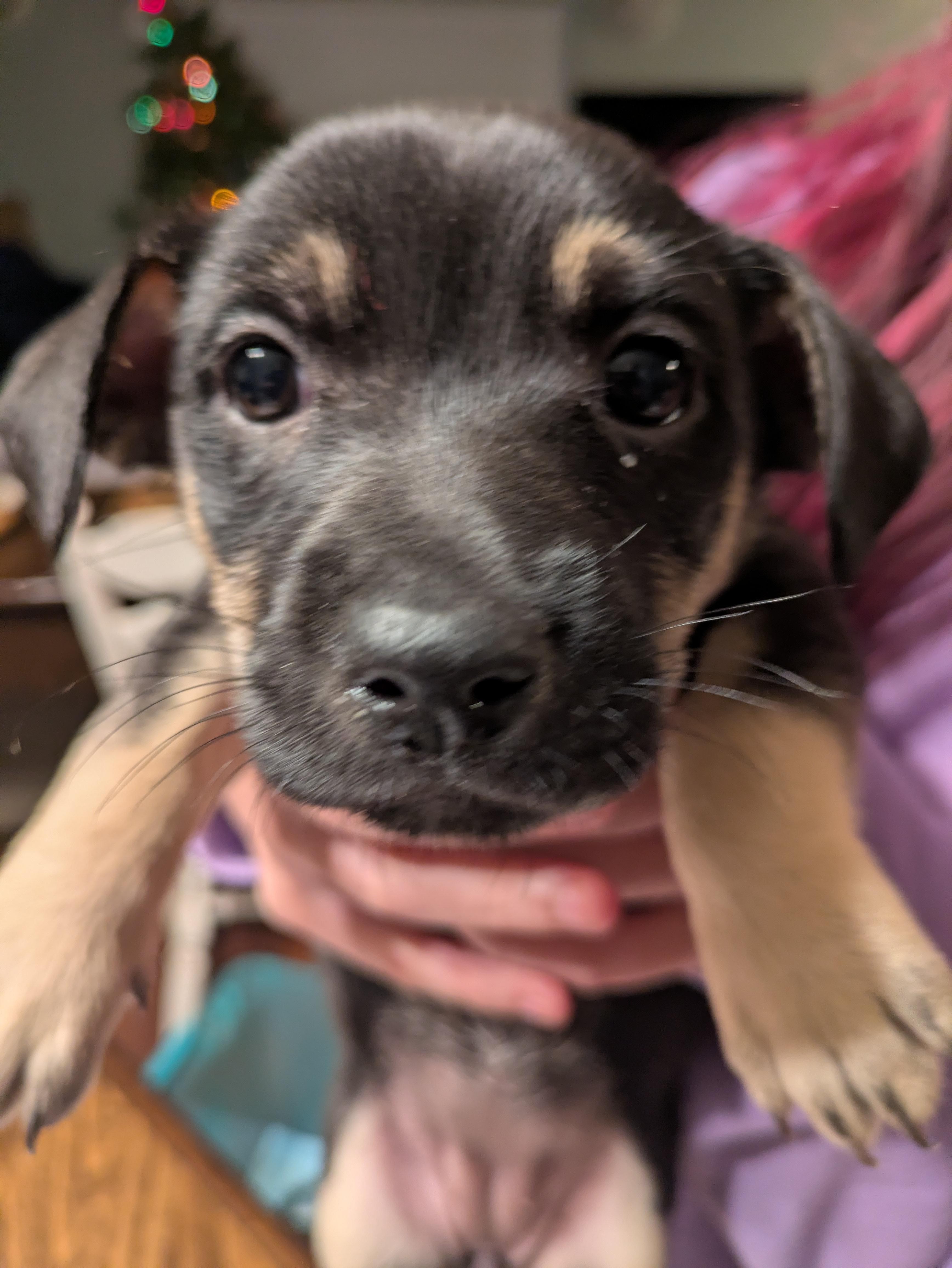 Enlarge Whitney, a Adoptable mixed breed in Tracy, CA image 1/5