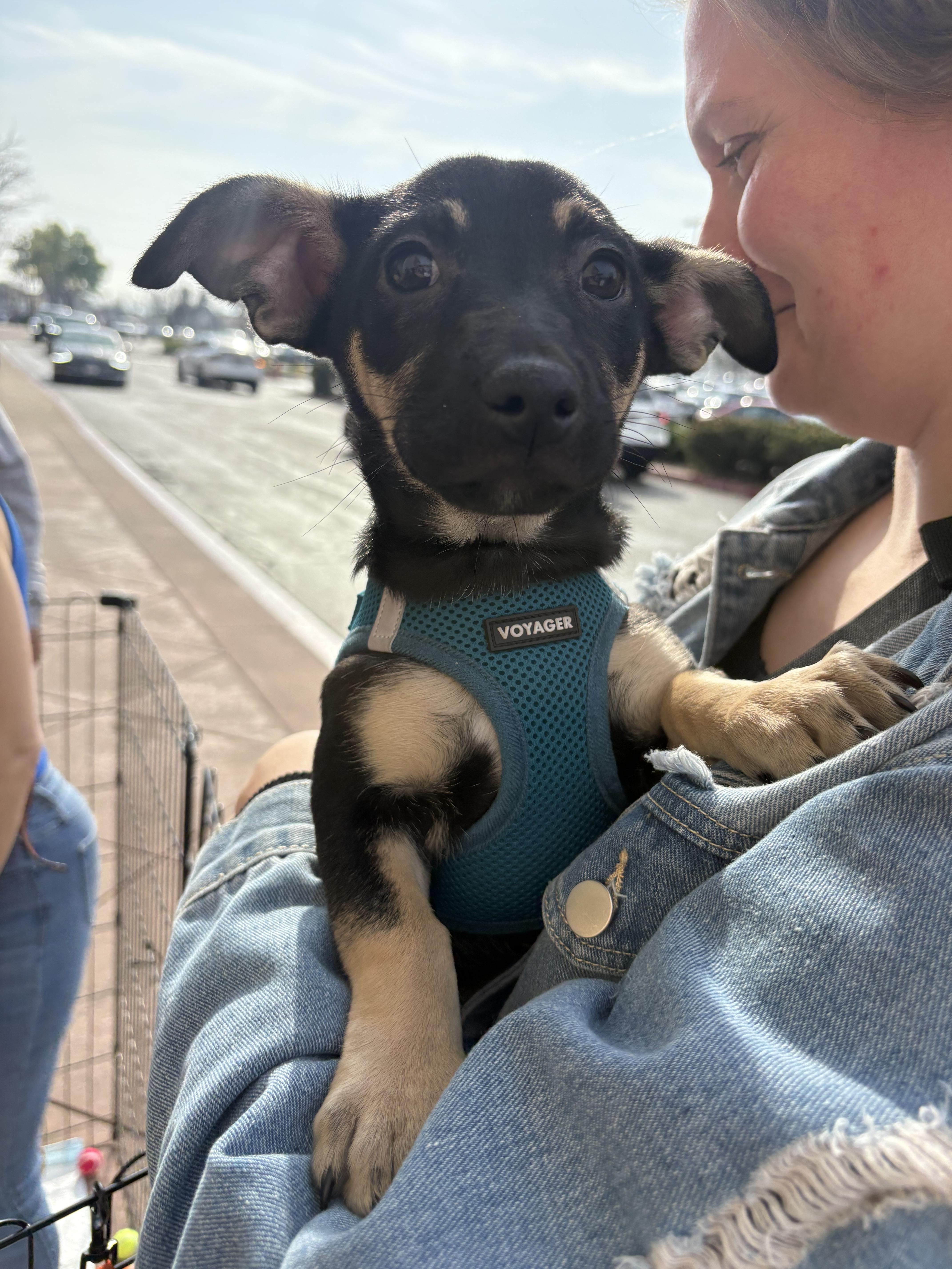Enlarge Whitney, a Adoptable mixed breed in Tracy, CA image 2/5