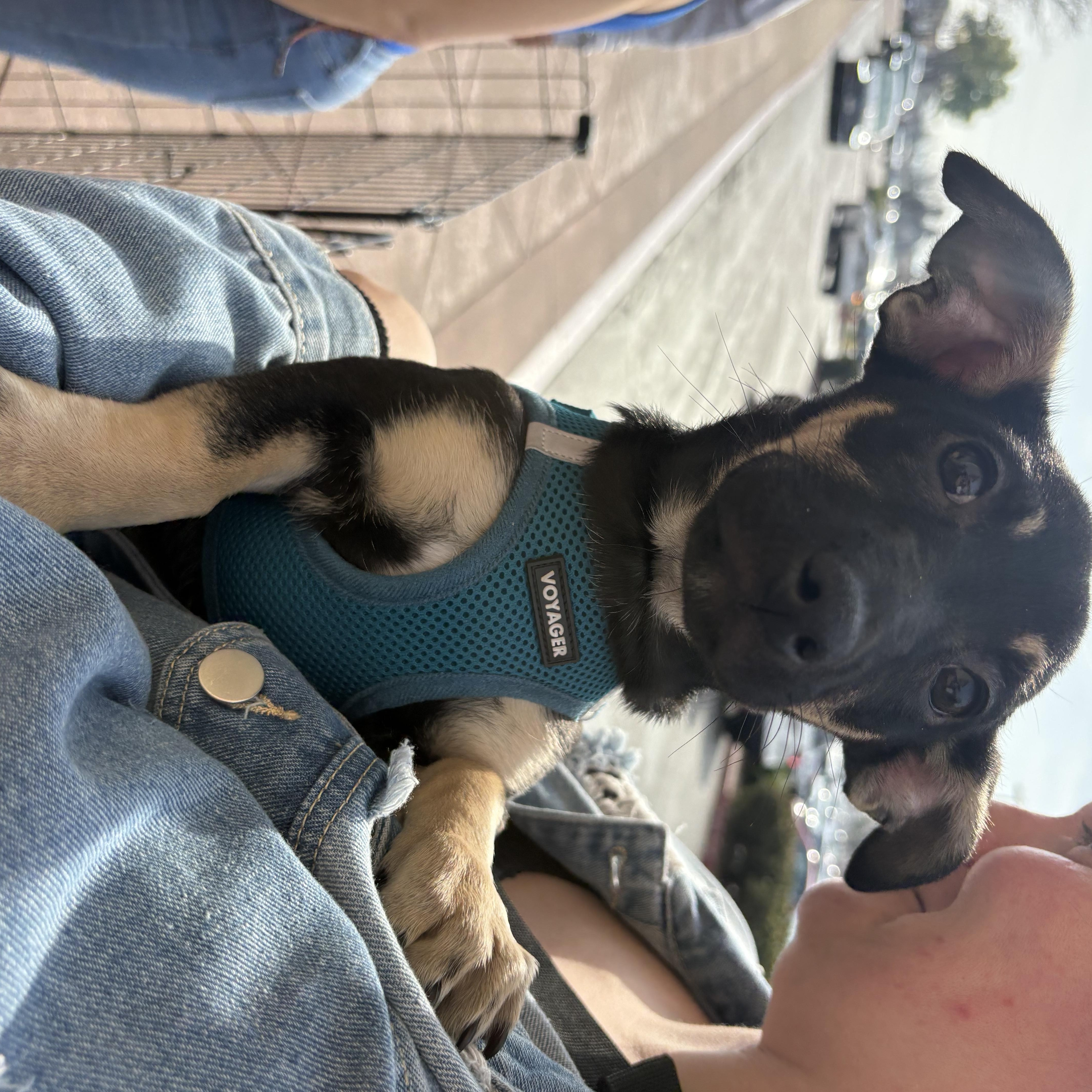 Enlarge Whitney, a Adoptable mixed breed in Tracy, CA image 3/4