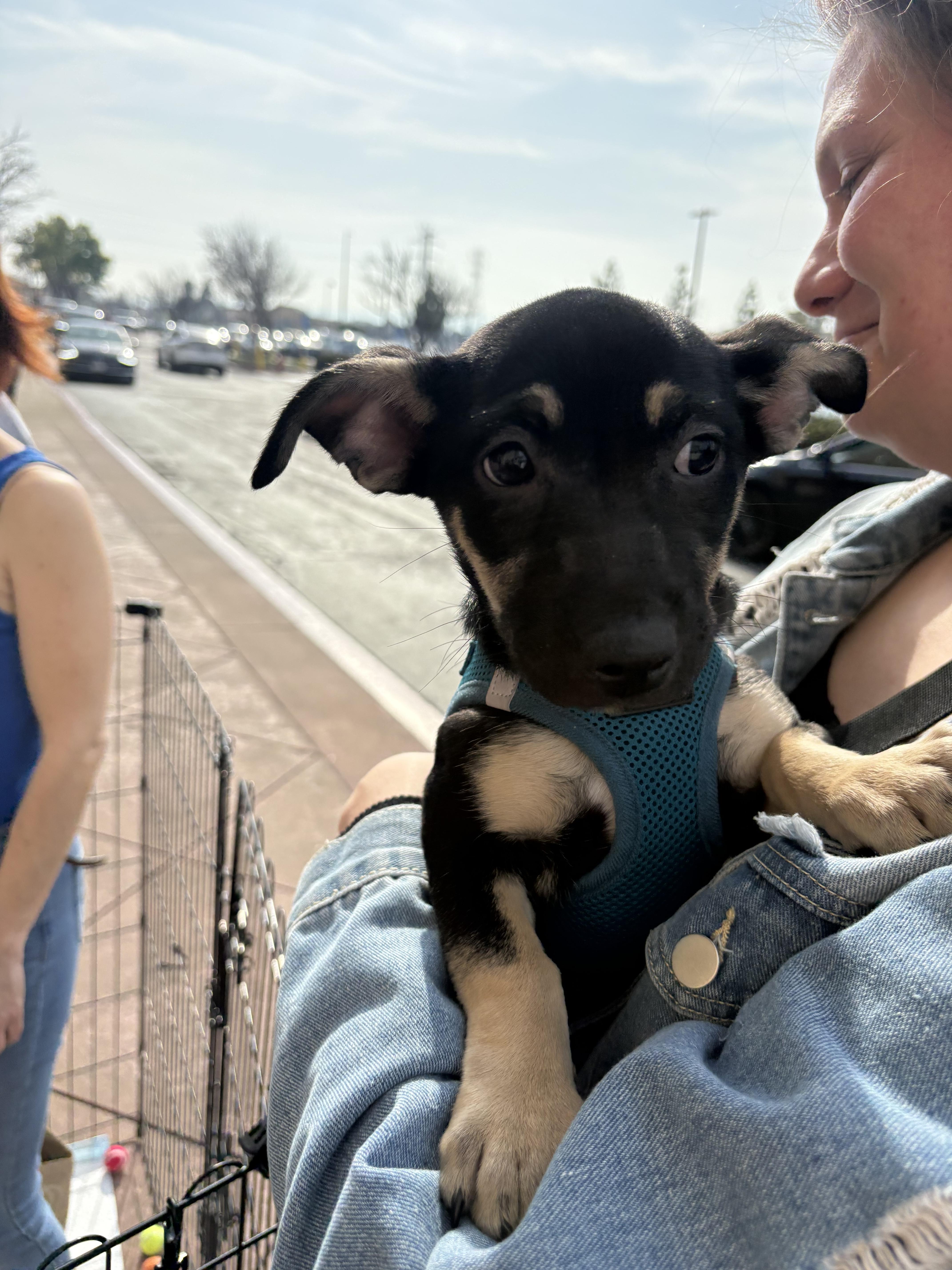 Enlarge Whitney, a Adoptable mixed breed in Tracy, CA image 4/5