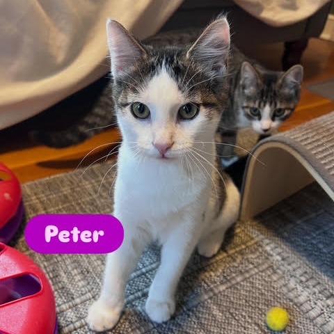Peter (Ridgeview Kitten 1) photo