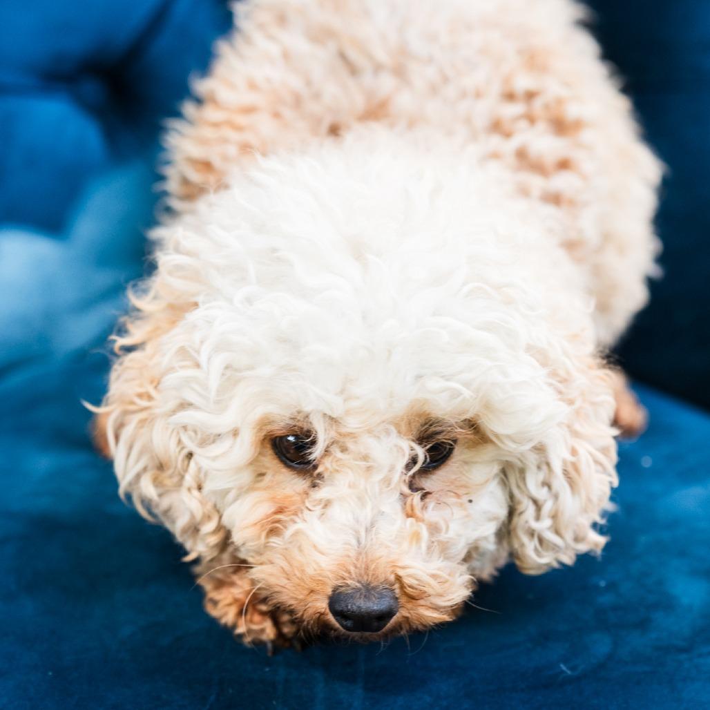 Stella, ADOPTABLE, Adult Female Miniature Poodle.