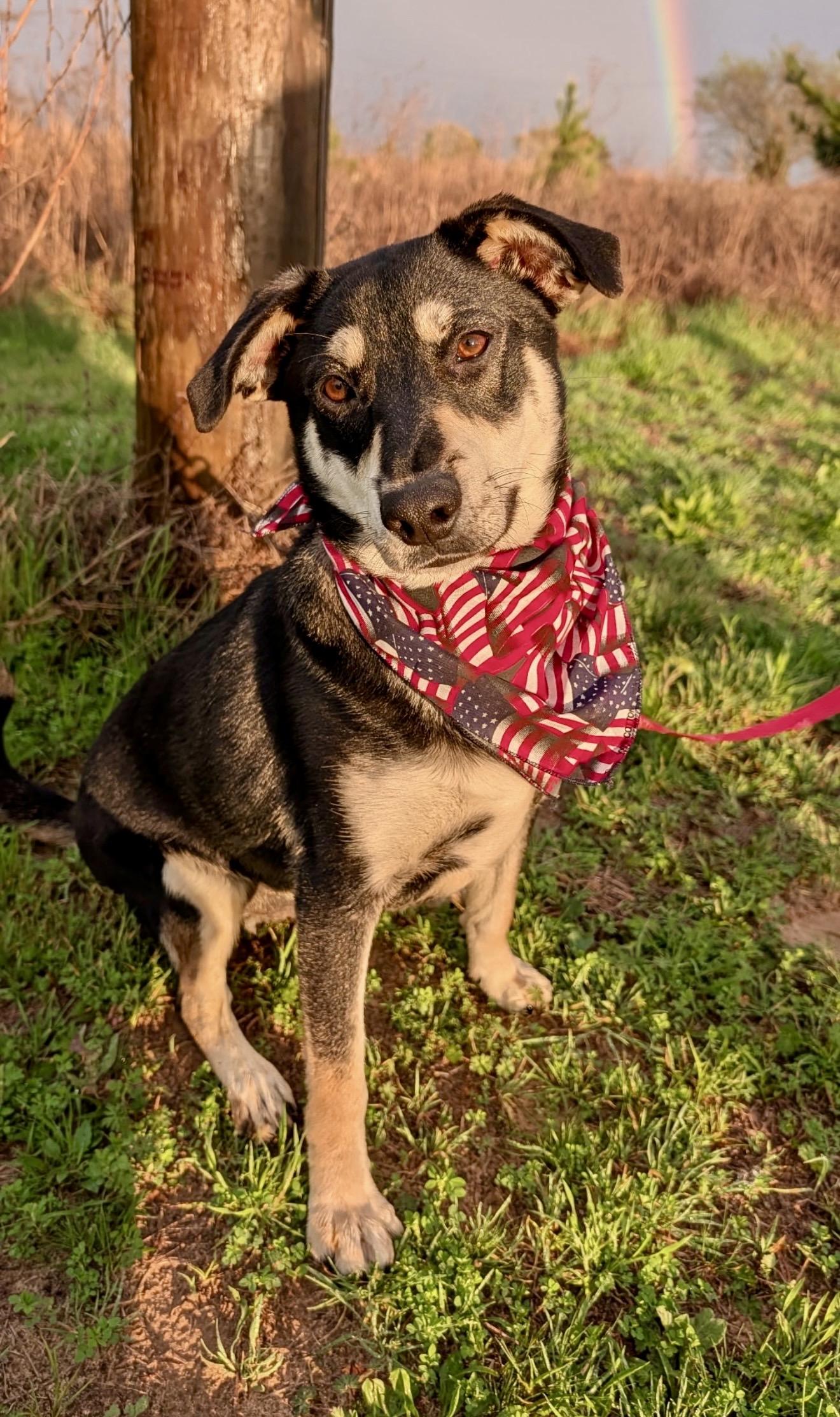 Wallie, an adopted mixed breed in Westfield, IN image 1/5