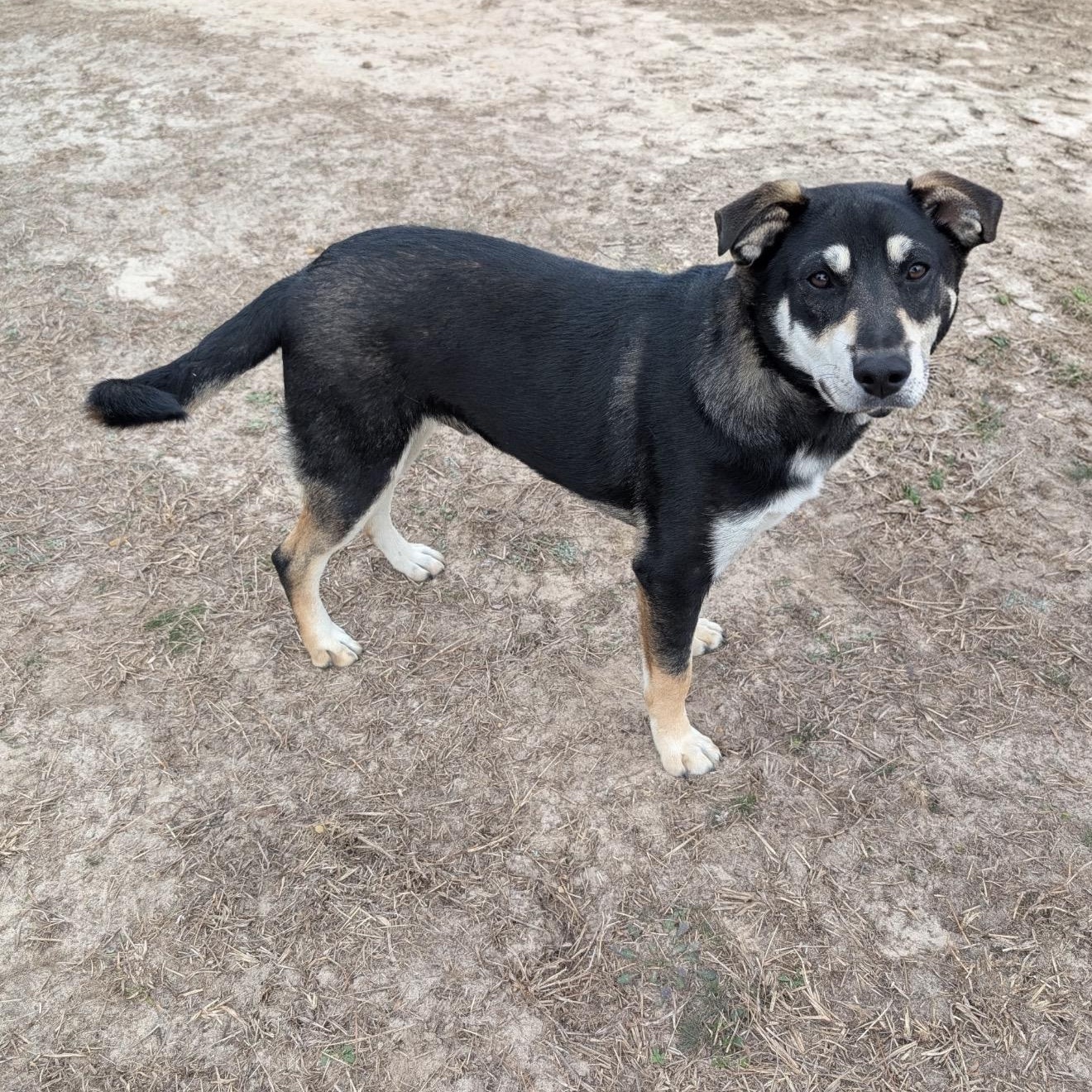 Wallie, an adopted mixed breed in Westfield, IN image 4/5