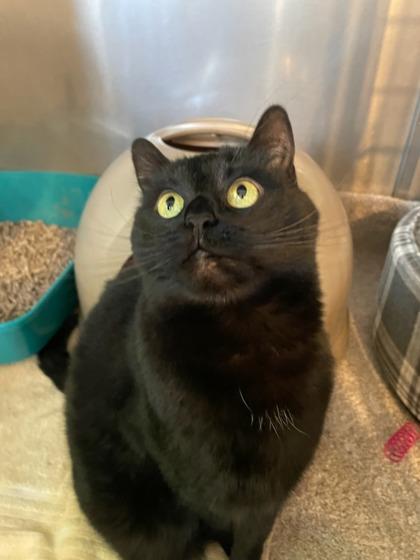 Enlarge Severn (Working Cat), a Adoptable mixed breed in Annapolis, MD image 1/1