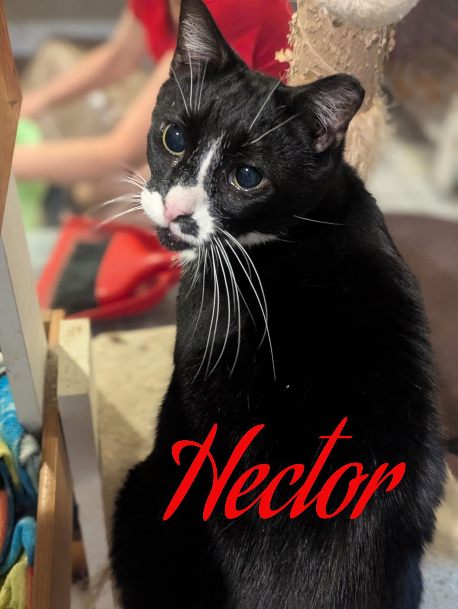 Hector, Adoptable, Adult Male Domestic Short Hair.