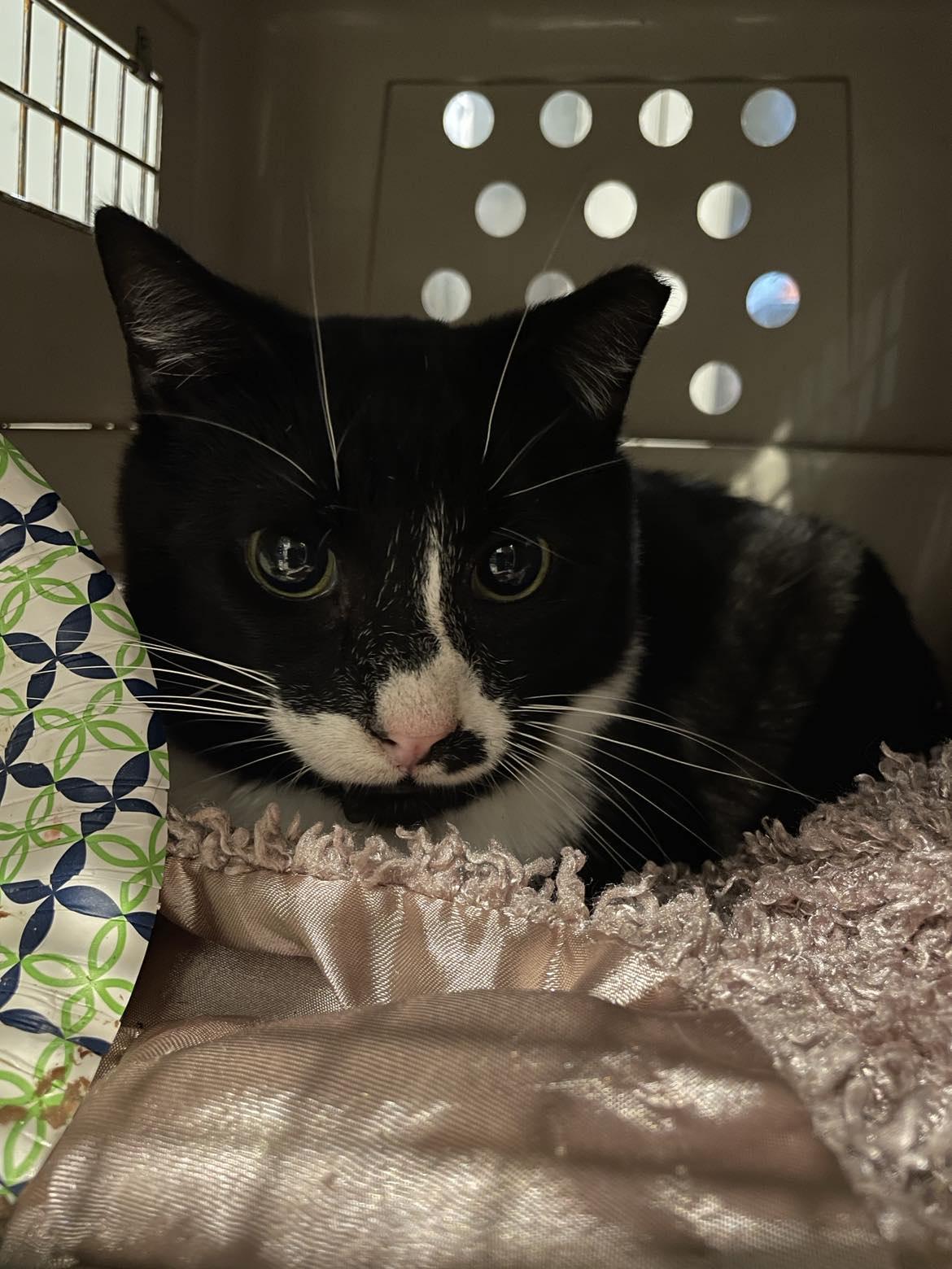 Hector, a Adoptable Domestic Short Hair in Flint Hill, VA image 2/3