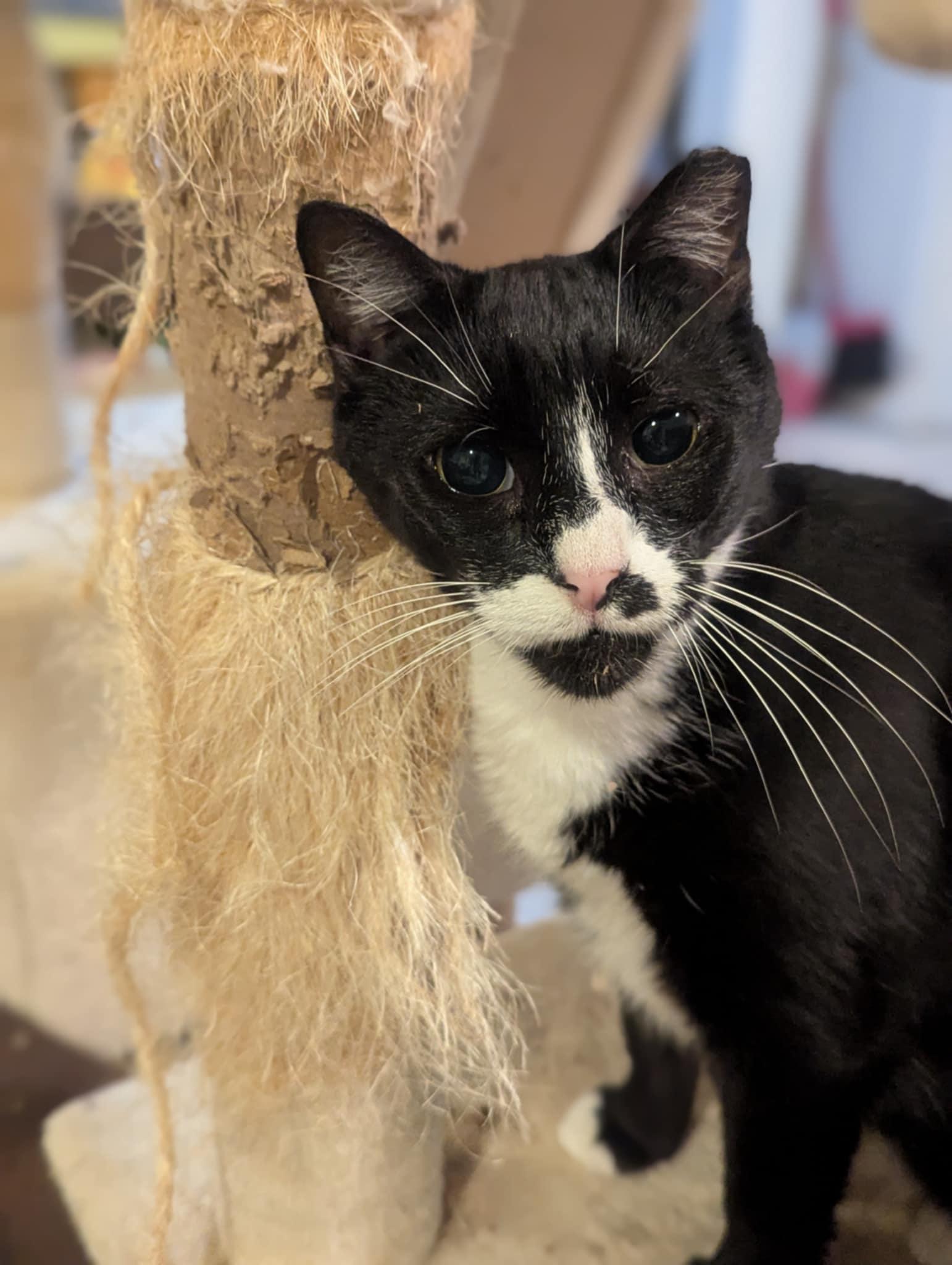 Hector, a Adoptable Domestic Short Hair in Flint Hill, VA image 3/3