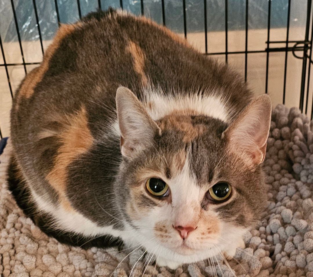 Missy, Adoptable, Adult Female Dilute Calico.