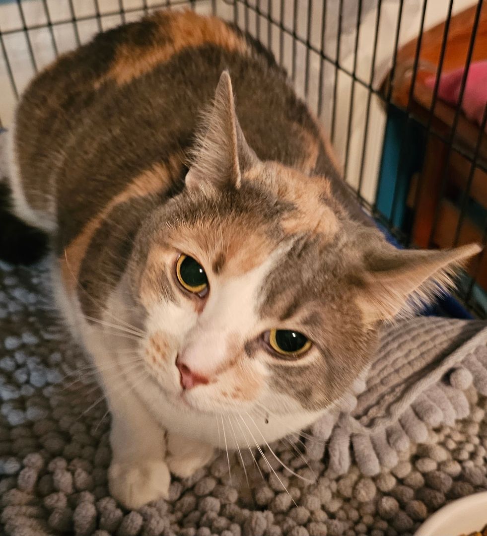 Enlarge Missy, a Adoptable Dilute Calico in Clarksville, IN image 2/3