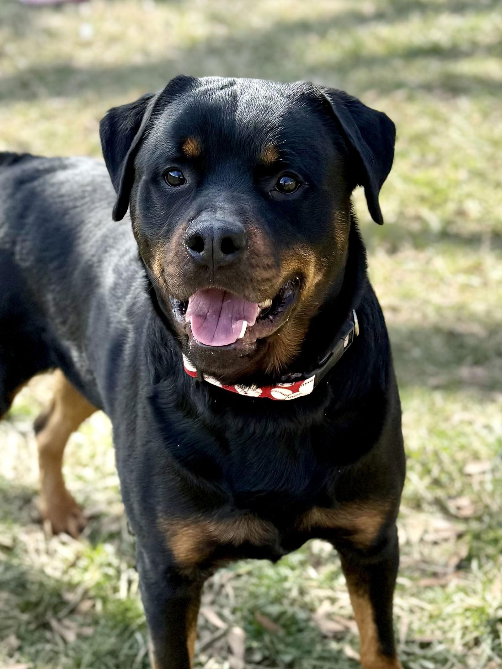 Rogue, Adoptable, Adult Male Rottweiler.