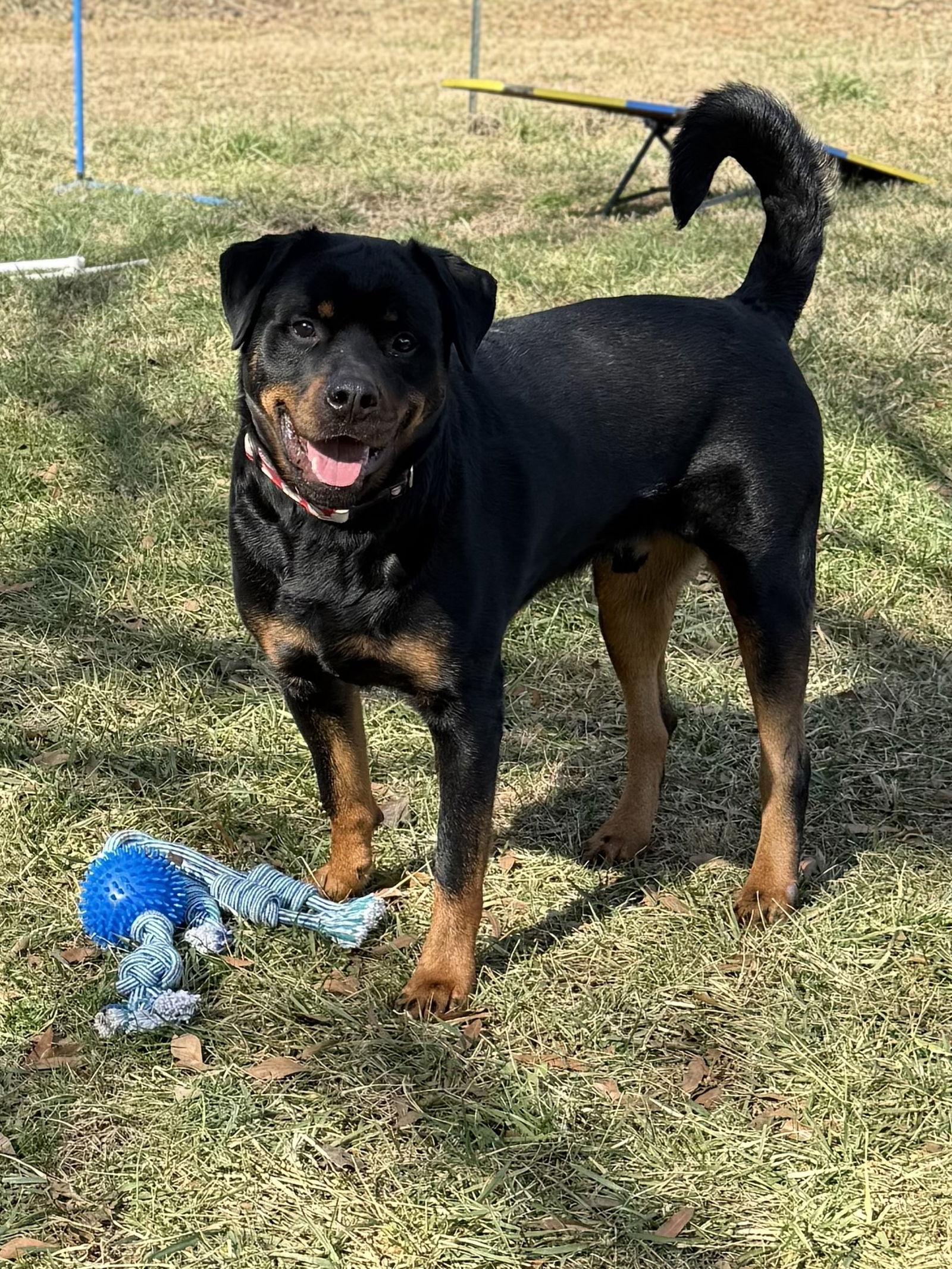 Enlarge Rogue, a Adoptable Rottweiler in Mooresville, NC image 3/3