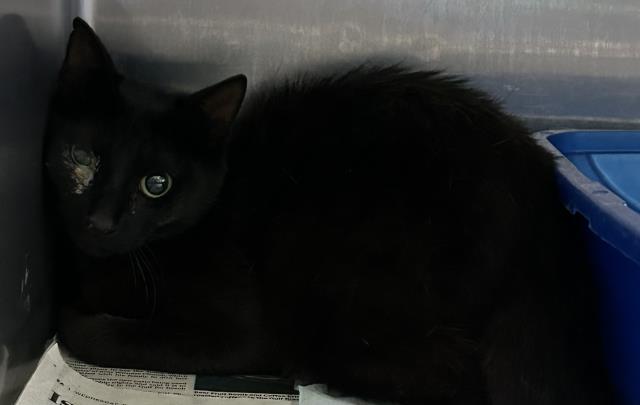 Enlarge GILBERT, a Adoptable Domestic Short Hair in Pensacola, FL image 1/1