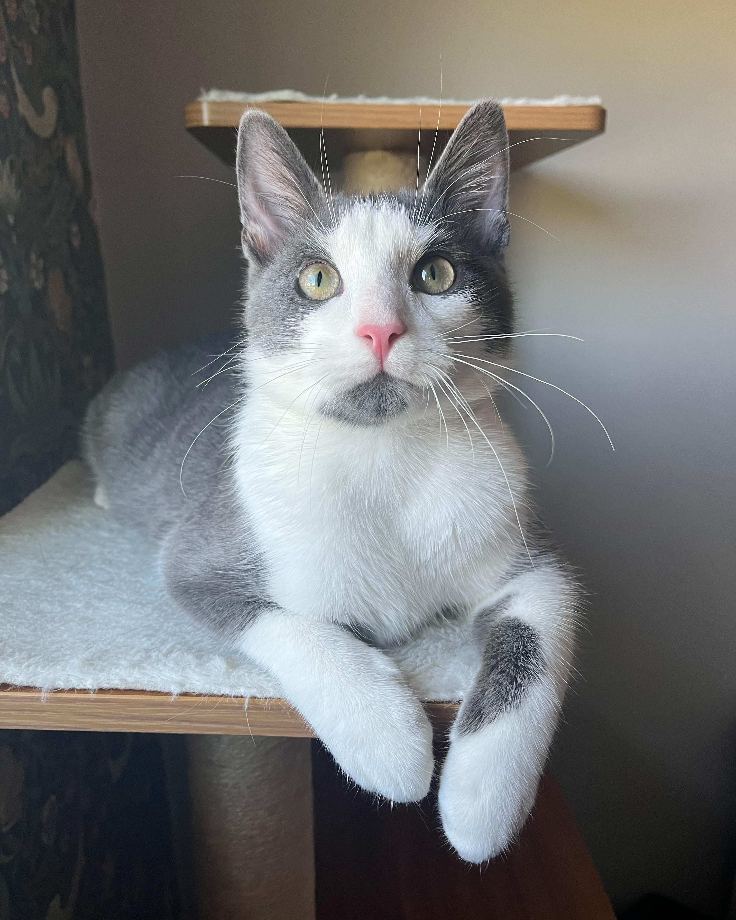 Enlarge Stuart, an adopted Domestic Short Hair in Lima, OH image 1/1