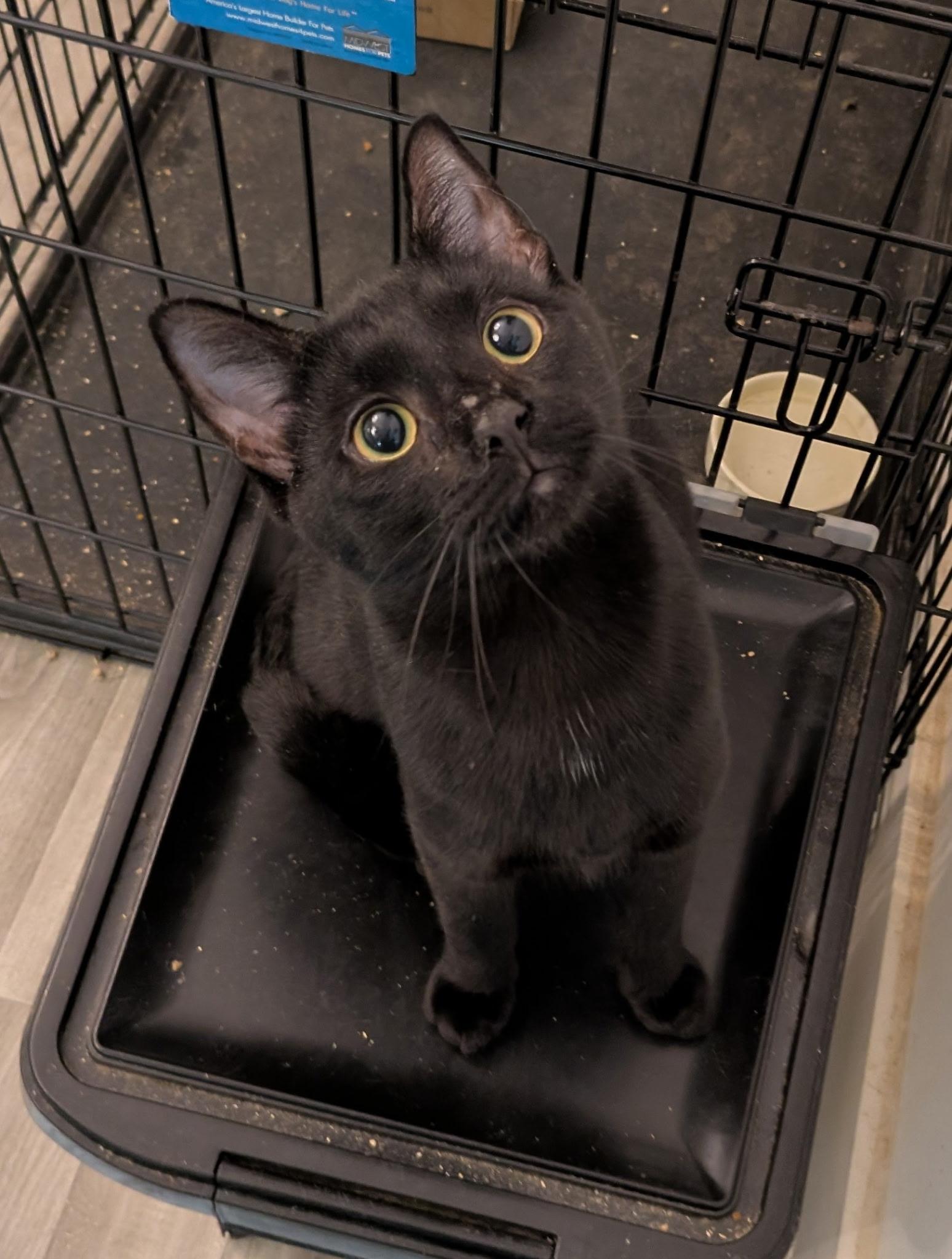 Enlarge Daisy, a ADOPTABLE Domestic Short Hair in Rocky Ridge, MD image 1/1