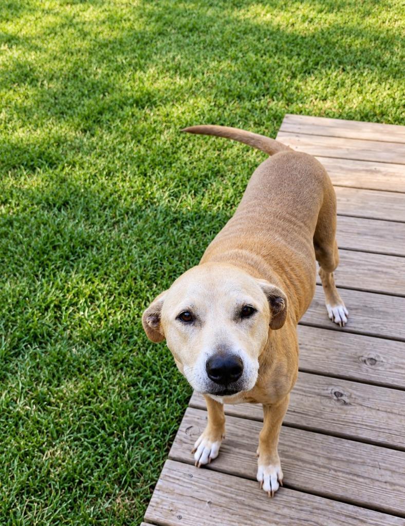 Enlarge Jackie, a Adoptable Labrador Retriever in Centralia, IL image 2/2