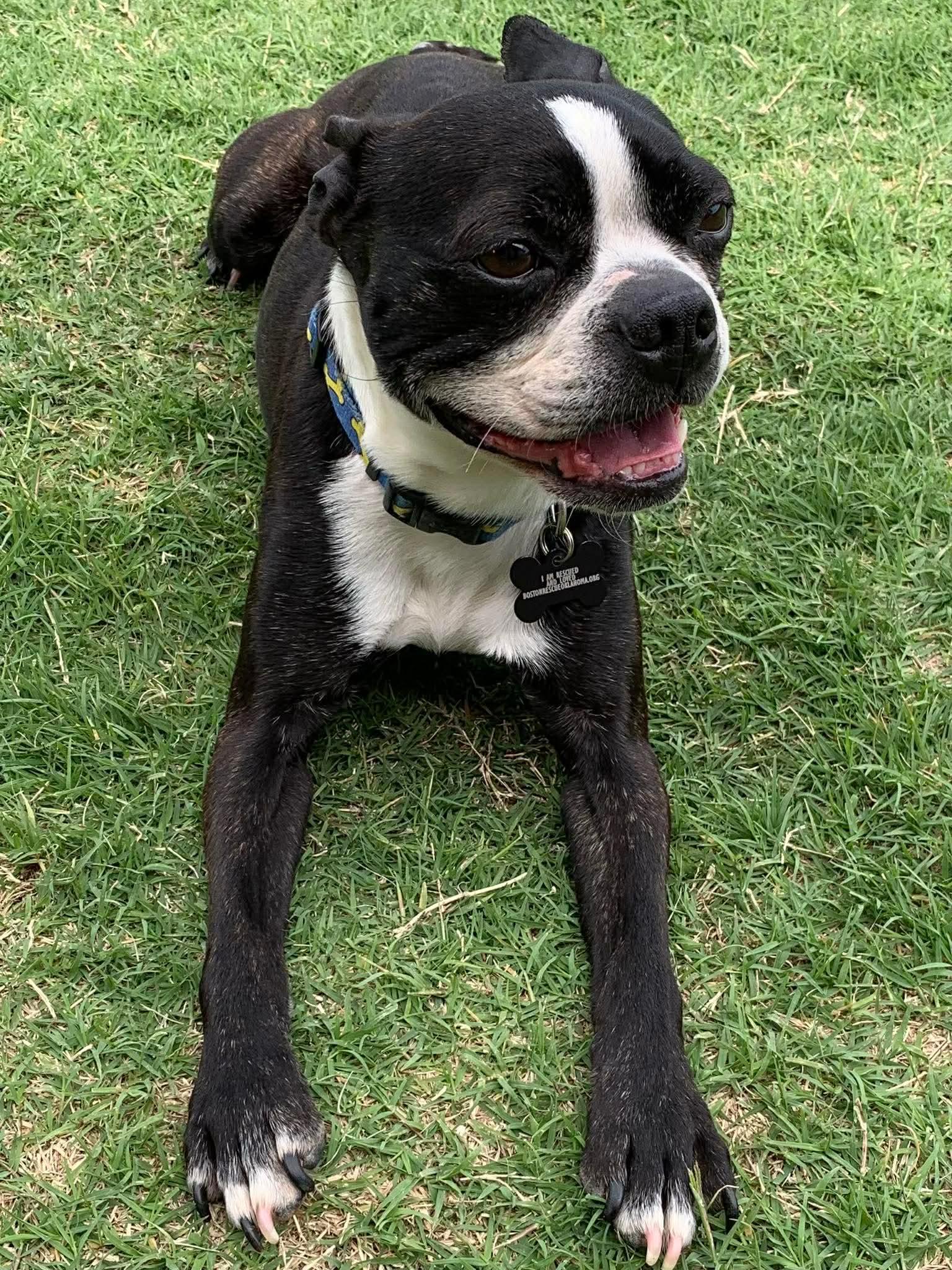 Enlarge Leroy Brown, a Adoptable Boston Terrier in Muskogee, OK image 1/3