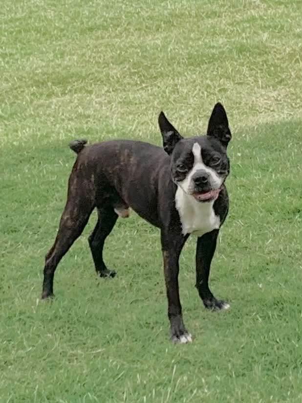 Leroy Brown, a Adoptable Boston Terrier in Muskogee, OK image 2/4