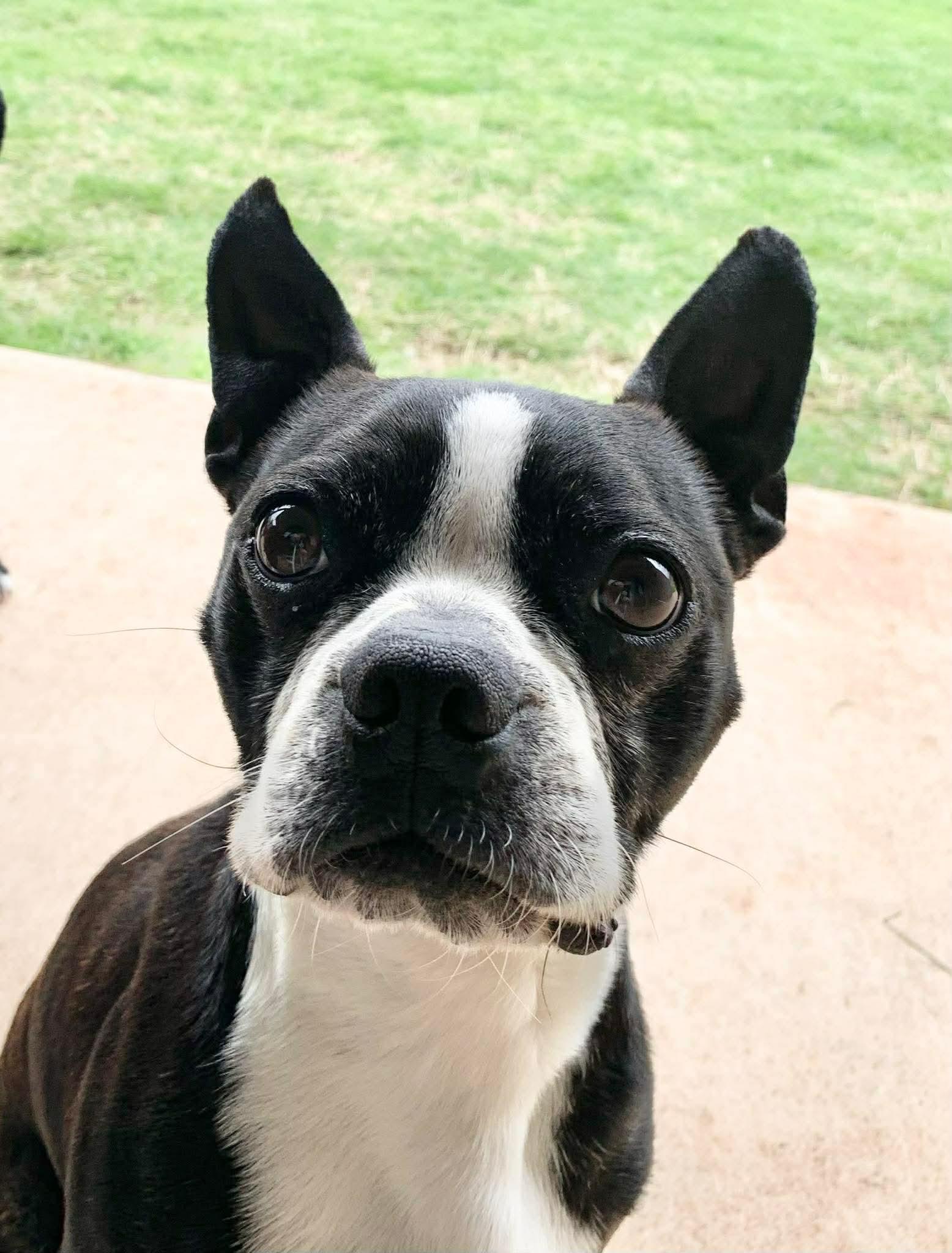 Enlarge Leroy Brown, a Adoptable Boston Terrier in Muskogee, OK image 2/3