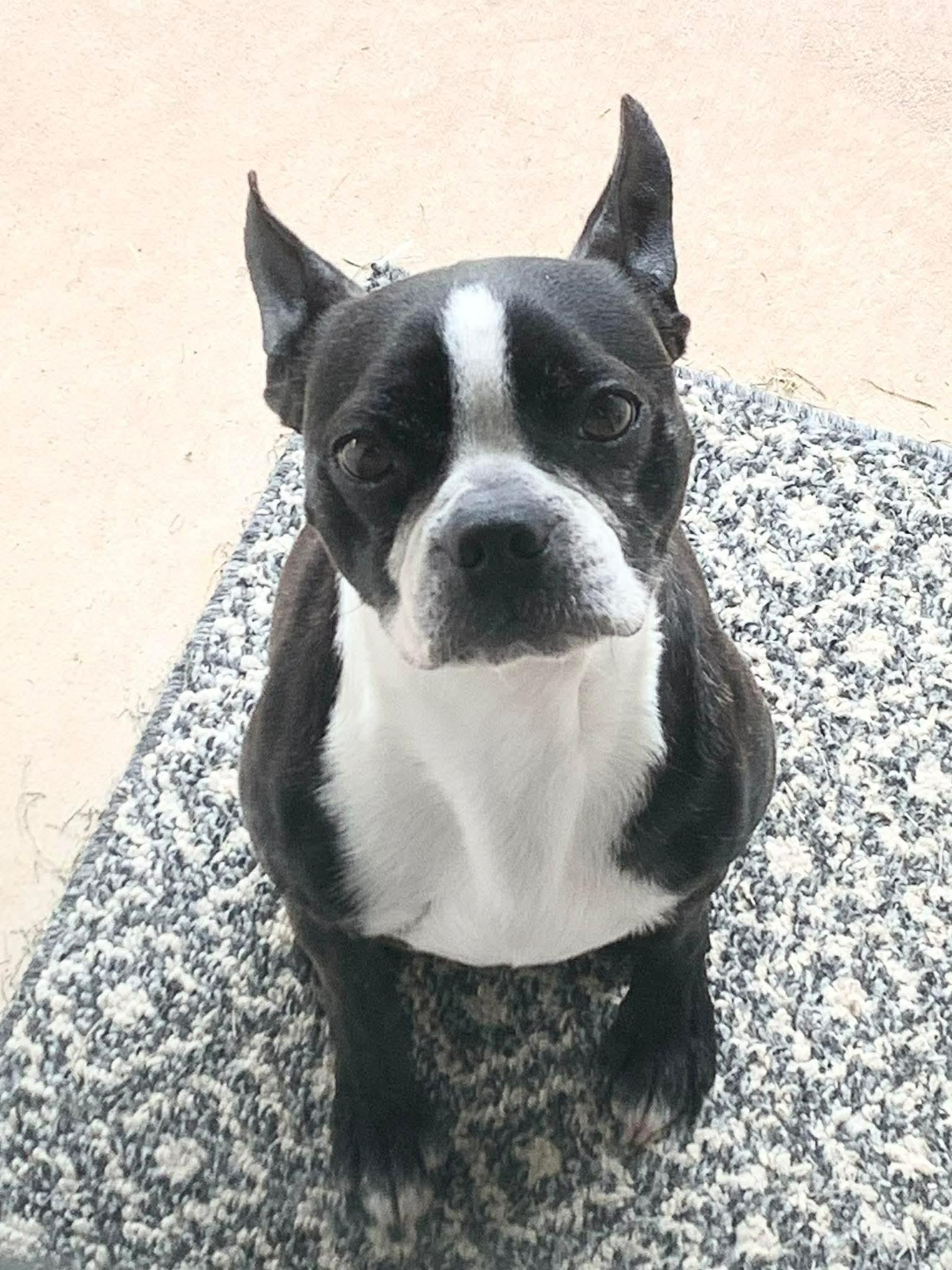 Enlarge Leroy Brown, a Adoptable Boston Terrier in Muskogee, OK image 3/3