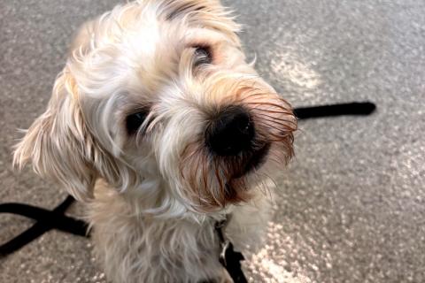 Enlarge Goose, a ADOPTABLE mixed breed in Chicago, IL image 3/4