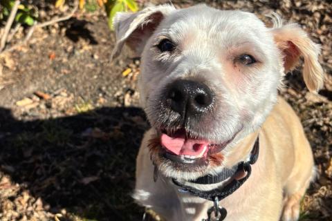 Goose, ADOPTABLE, Adult Male Mixed Breed.