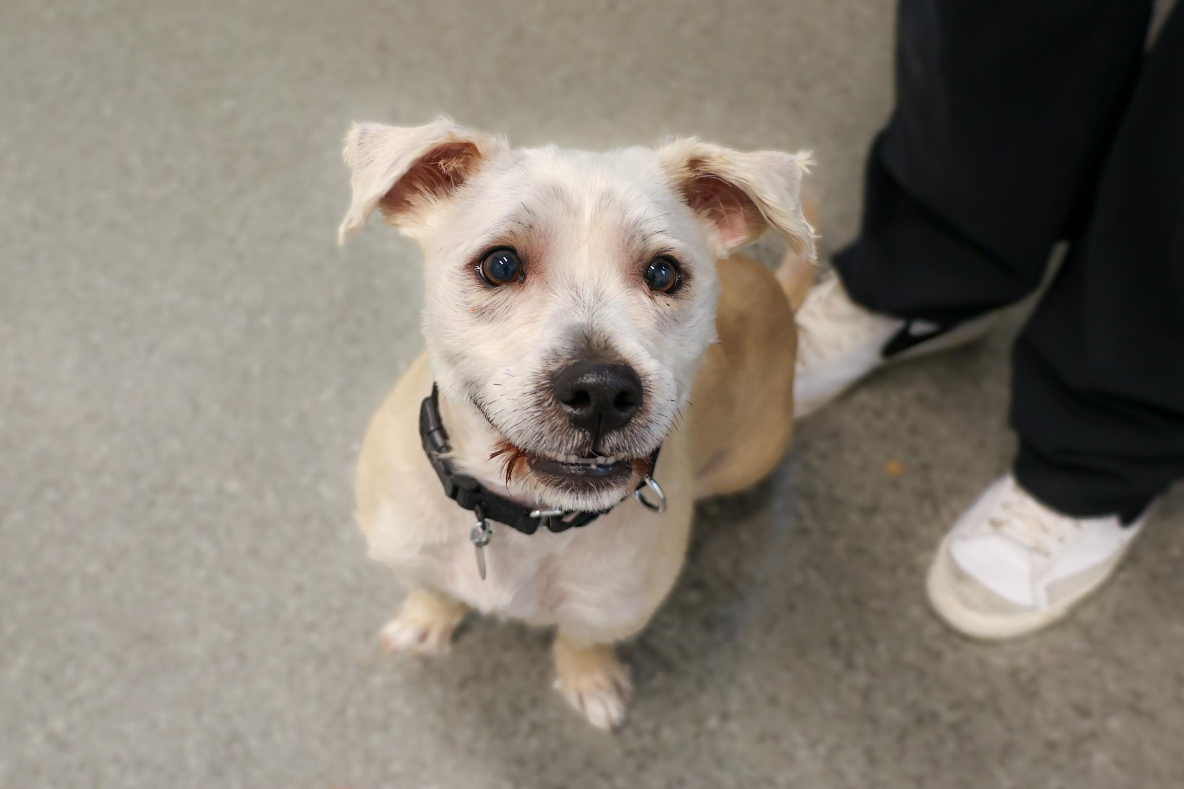 Enlarge Goose, a ADOPTABLE mixed breed in Chicago, IL image 4/4