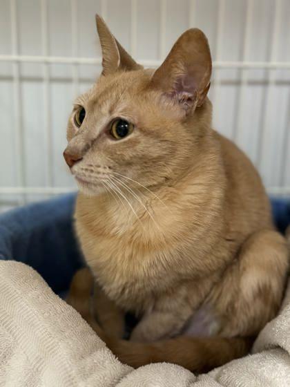 Enlarge Tookie, a Adoptable Domestic Short Hair in Morton Grove, IL image 1/3