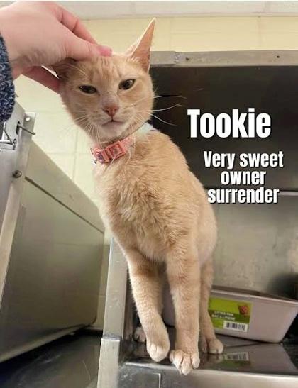 Enlarge Tookie, a Adoptable Domestic Short Hair in Morton Grove, IL image 3/3