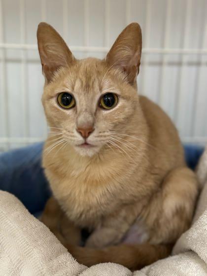 Enlarge Tookie, a Adoptable Domestic Short Hair in Morton Grove, IL image 3/3