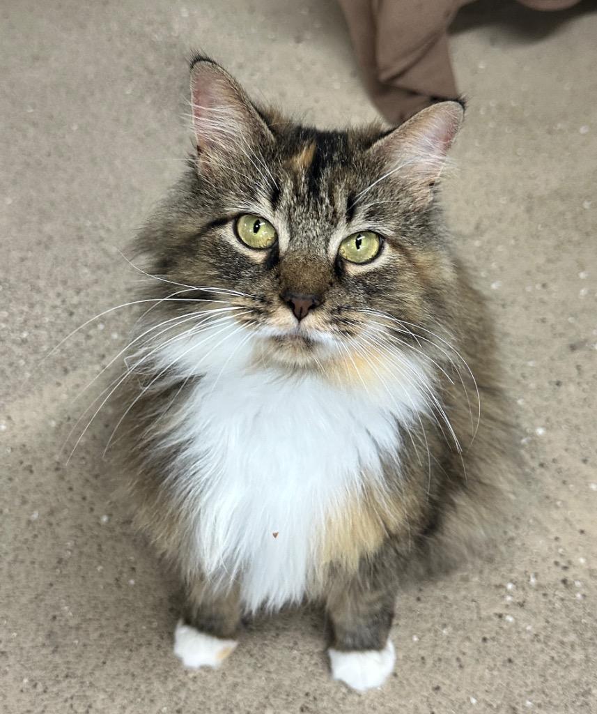 Enlarge Moana, a Adoptable mixed breed in Waverly, NY image 3/5