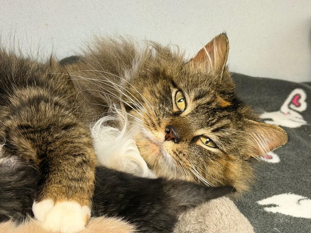 Moana, Adoptable, Young Female Domestic Short Hair.