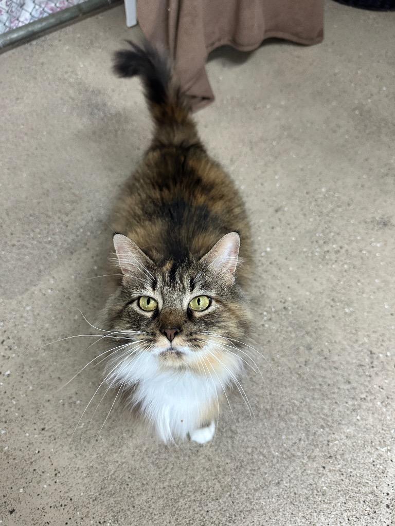 Enlarge Moana, a Adoptable mixed breed in Waverly, NY image 5/5