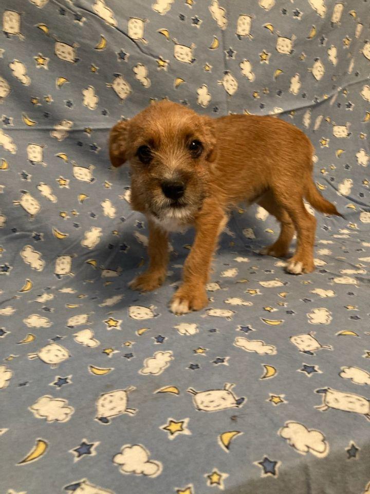 Chip, Adopted, Adult Male Chihuahua & Border Terrier.