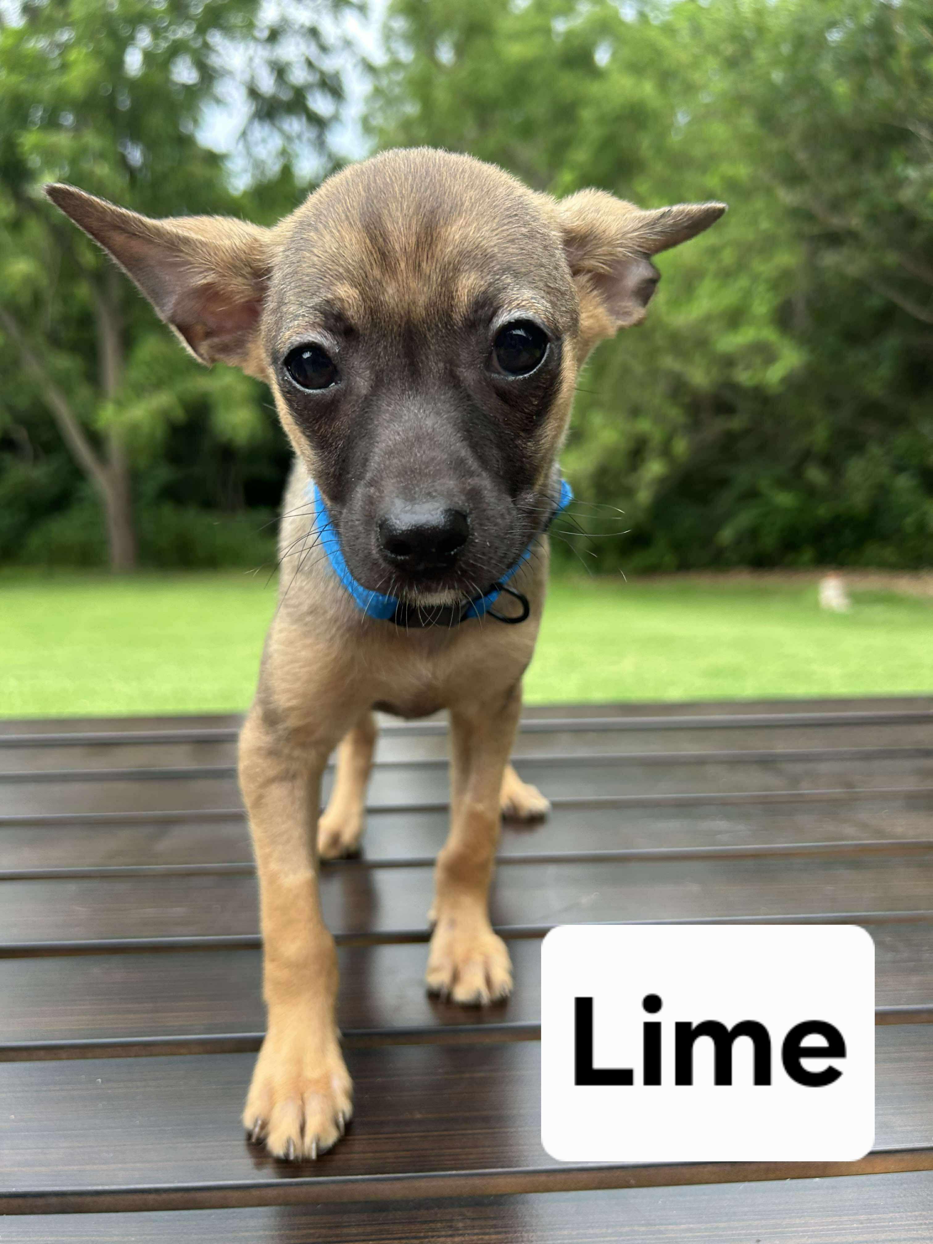 LIME    $400, Young Male Chihuahua