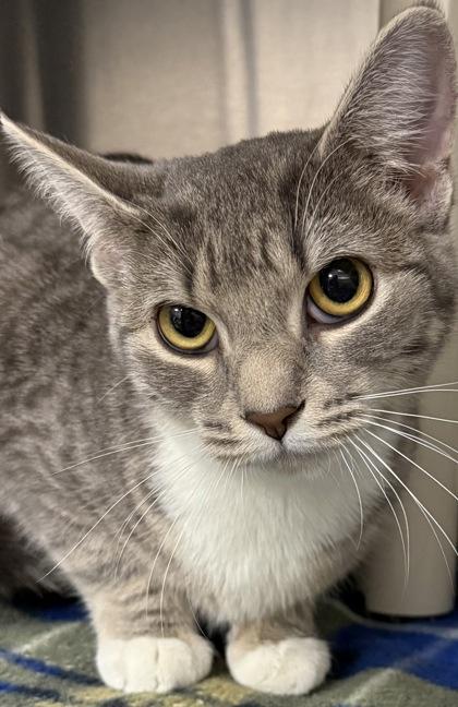 Sandy, Adoptable, Young Female Domestic Short Hair & Domestic Short Hair.