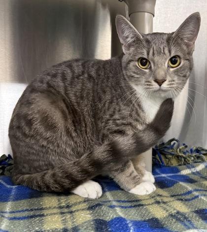 Enlarge Sandy, a Adoptable mixed breed in Wilkesboro, NC image 2/3