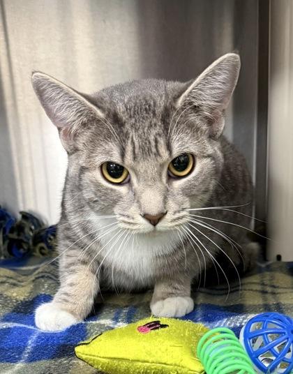 Enlarge Sandy, a Adoptable mixed breed in Wilkesboro, NC image 3/3