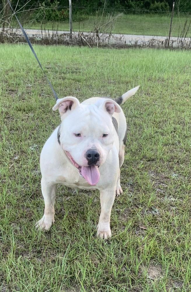 Evie Lee, Adoptable, Adult Female American Bulldog.